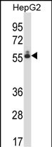 1 - DEF8 Antibody (C-term) AP13880b