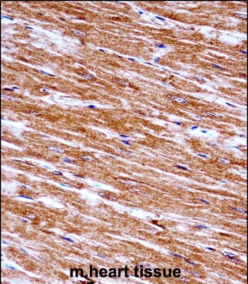 14 - Mouse Nek6 Antibody (C-term) AP13926b