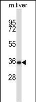 1 - Mouse Nek6 Antibody (C-term) AP13926b