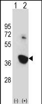 1 - Mouse Nek6 Antibody (C-term) AP13926b