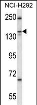 1 - KIF16b Antibody AP15010A