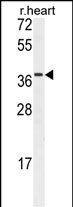 1 - Rat Npm1 Antibody (Ascites) AM1837a