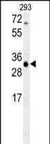 1 - ERG25 Antibody  (C-term) AP13954b