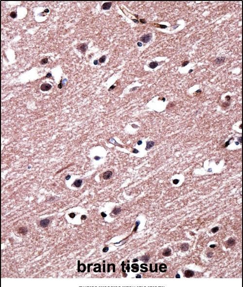 14 - RORB Antibody (C-term) AP14054B