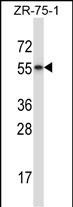 1 - RORB Antibody (C-term) AP14054B