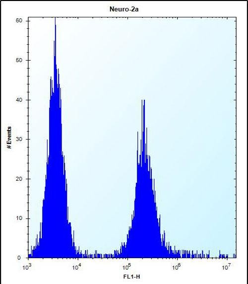 4 - EFCB7 Antibody (C-term) AP14097b