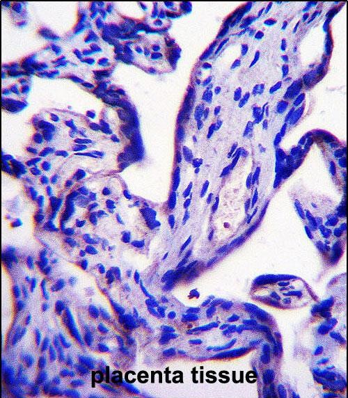 14 - EFCB7 Antibody (C-term) AP14097b