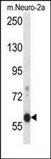 1 - EFCB7 Antibody (C-term) AP14097b