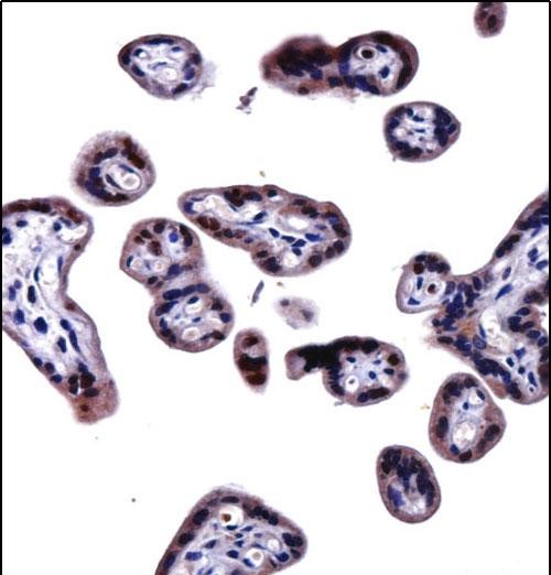14 - SOCS6 Antibody (N-term) AP14118a