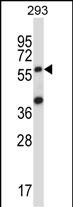 1 - SOCS6 Antibody (N-term) AP14118a