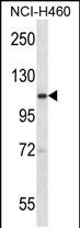 1 - Mouse Scyl2 Antibody (Center) AP14165c