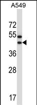 1 - OR56A1 Antibody (C-term) AP14183b