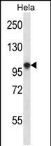 1 - HCN1 Antibody (C-term) AP14228b