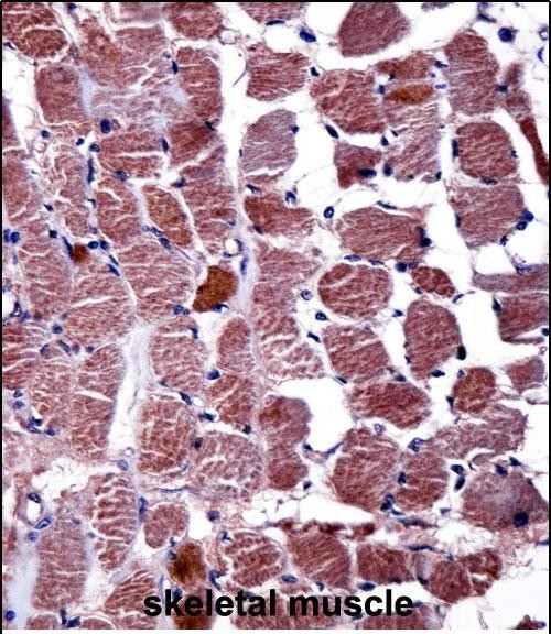 14 - RGS9 Antibody (N-term) AP14236a