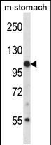 1 - Mouse Jak3 Antibody (N-term) AP14261a