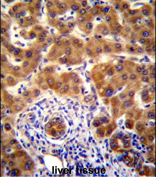14 - Mouse Nrbp2 Antibody (C-term) AP14333b