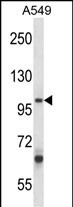 1 - ZC3H12B Antibody (C-term) AP14347b