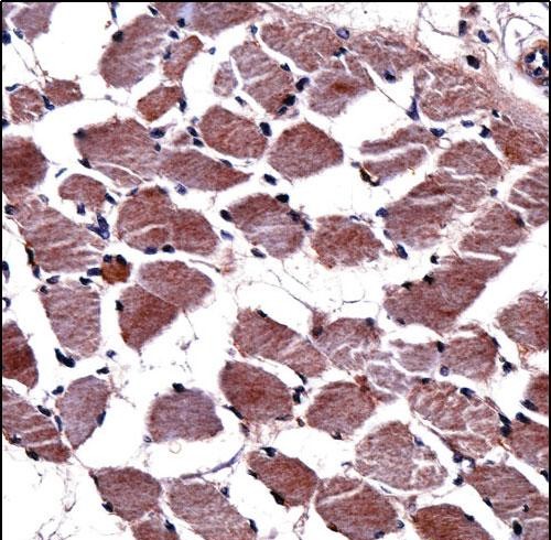 14 - KLK8 Antibody (N-term) AP14391a