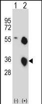 1 - KLK8 Antibody (N-term) AP14391a