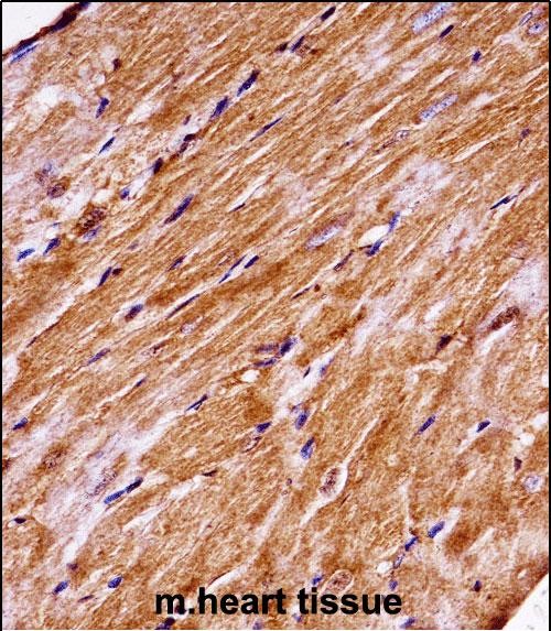 14 - Mouse Map4k3 Antibody (Center) AP14443C