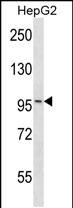 1 - Mouse Map4k3 Antibody (Center) AP14443C