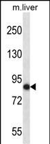 1 - Mouse Nek5 Antibody (C-term) AP14449b