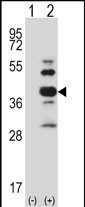 1 - Mouse Styk1 Antibody (Center) AP14469c