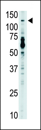 1 - TLR7 Antibody (N-term) AP1507B