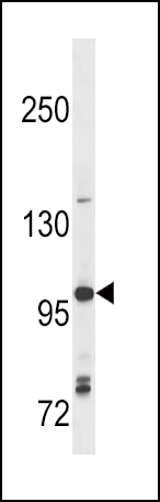 1 - TLR7 Antibody (N-term) AP1507B
