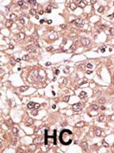 14 - TLR7 Antibody (N-term) AP1507B