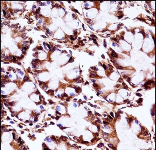 14 - AIP Antibody (C-term) AP14600b