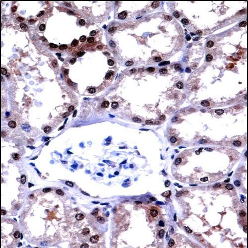 14 - APLP2 Antibody (C-term) AP14673b