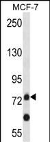 1 - APLP2 Antibody (C-term) AP14673b