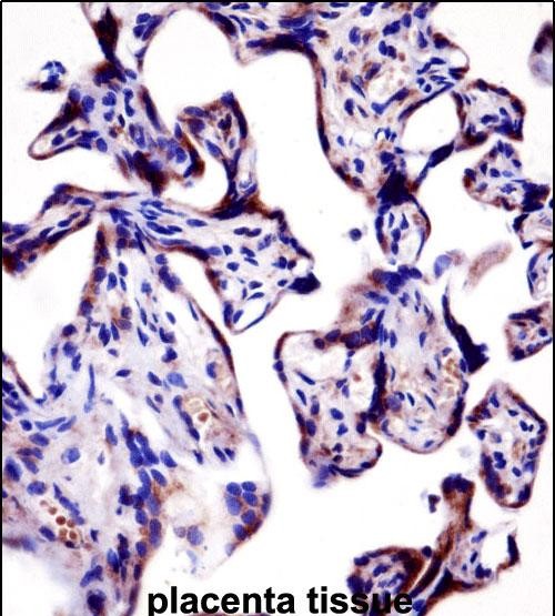 14 - KCNA2 Antibody (C-term) AP14749b