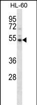 1 - Mouse Camkv Antibody (N-term) AP14781a