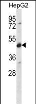 1 - CDR2 Antibody (C-term) AP14854b