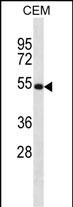 1 - NTN3 Antibody (C-term) AP14887b