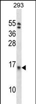 1 - EIF1B Antibody (C-term) AP14888b