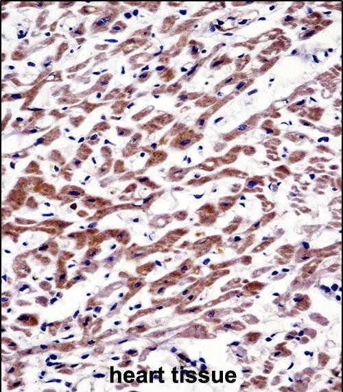 14 - MOV10 Antibody (N-term) AP14933a