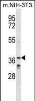 1 - LHX6 Antibody (C-term) AP14968b