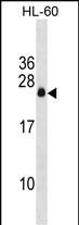 1 - APRG1 Antibody (Center) AP16153c