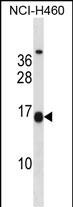 1 - MSGN1 Antibody (Center) AP16154c