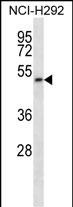 1 - PIGT Antibody (C-term) AP16188b