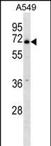 1 - PLBD2 Antibody (Center) AP16210c