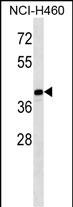 1 - MAGEB10 Antibody (Center) AP16215c