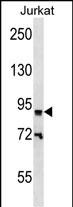1 - ZNF780B Antibody (N-term) AP16308a