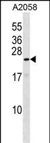 1 - ZN673 Antibody (C-term) AP16346b