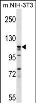 1 - EIF3C Antibody (Center) AP16361c