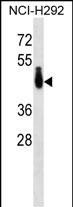 1 - PABPC4L Antibody (C-term) AP16381b