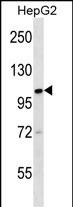 1 - KIF18A Antibody (C-term) AP16406b